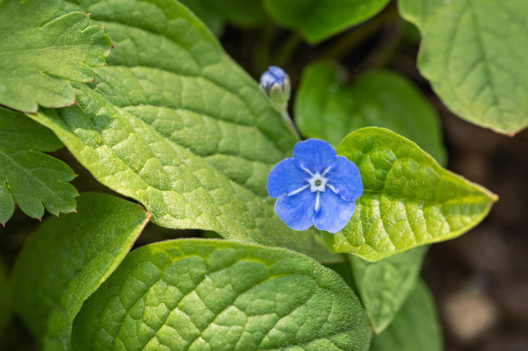 Omphalodes verna (Frühlings-Gedenkemein)