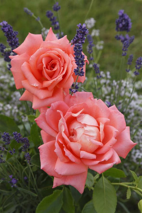 Rosa 'Hamburger Deern' TH mit Blüte ;;ab 8,10 Euro