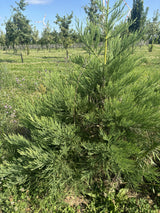 Synonym (alte Bezeichnung): Sequoia gigantea ; Pluspunkt: winterhart;;Pflanzen vom Profi