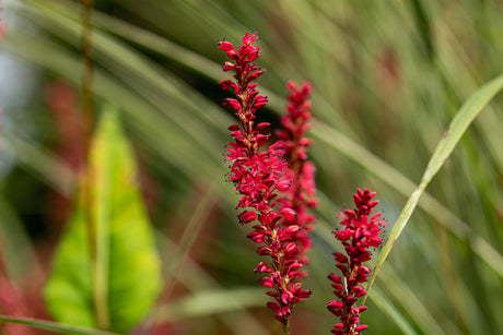 Bistorta amplexicaulis 'Speciosa' mit Blüte ;;ab 7,75 Euro