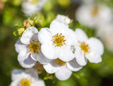 Potentilla 'Abbotswood' mit Blüte ;;