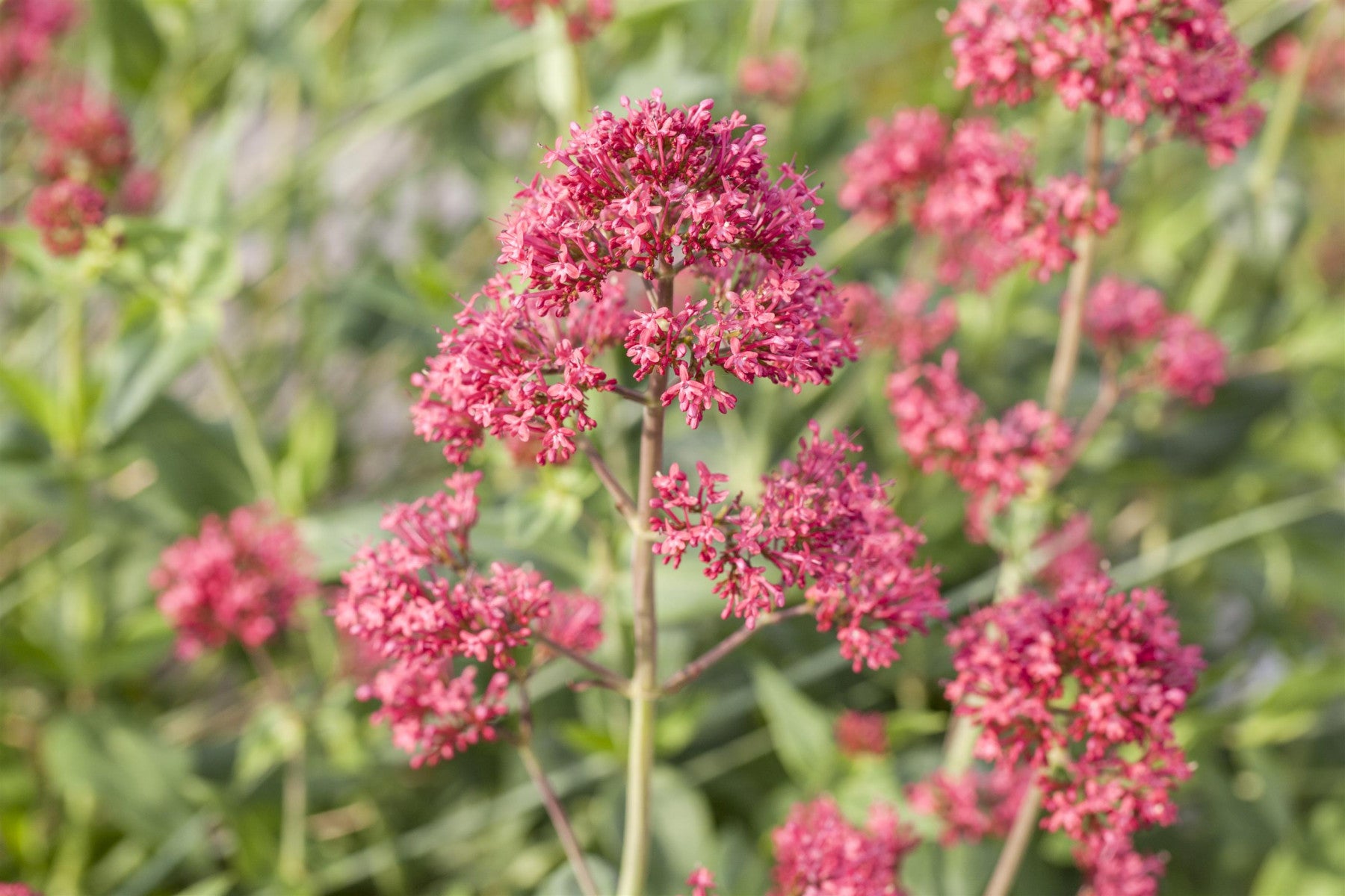 Centranthus ruber 'Coccineus' (Rotblühende Garten-Spornblume)