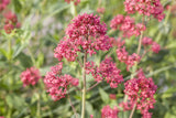 Centranthus ruber 'Coccineus' mit Blüte ;;ab 4,10 Euro