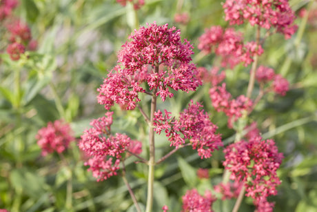 Centranthus ruber 'Coccineus' mit Blüte ;;ab 4,10 Euro