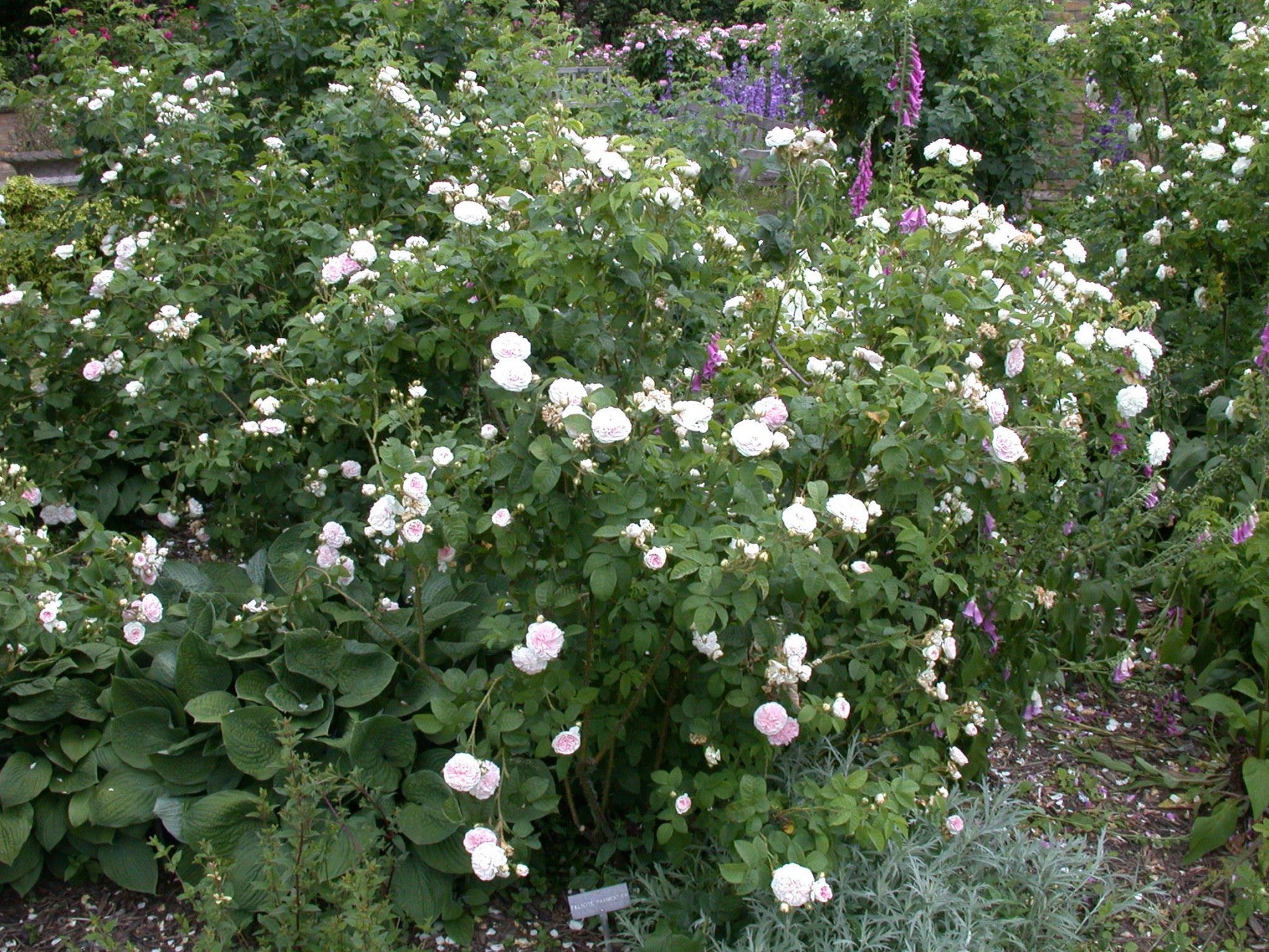 Rosa 'Felicite et Perpetue' KL (Kletterrose 'Felicite et Perpetue')