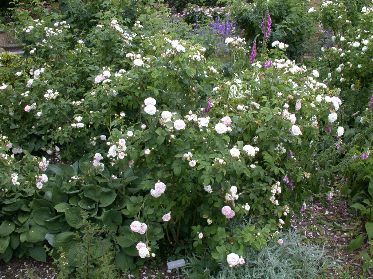 Rosa 'Felicite et Perpetue' KL mit Blüte ;;ab 11,80 Euro