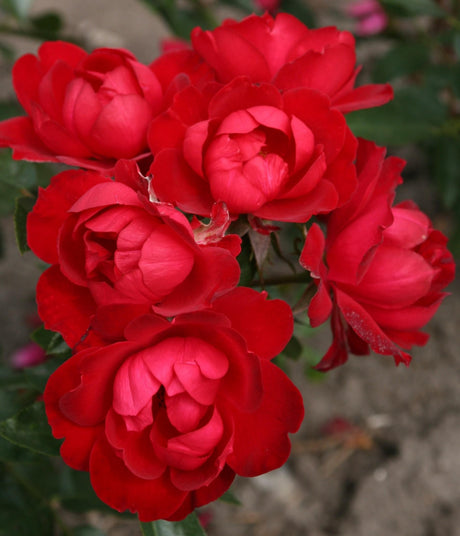 Rosa 'Milano Kordes' Rose' BT mit Blüte ;;ab 8,10 Euro