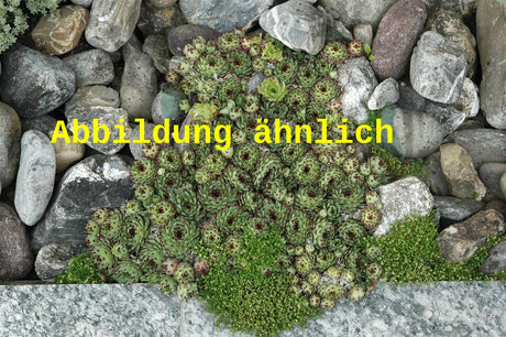 Bild wird ergänzt für Sempervivum tectorum var. glaucum (Synonym)